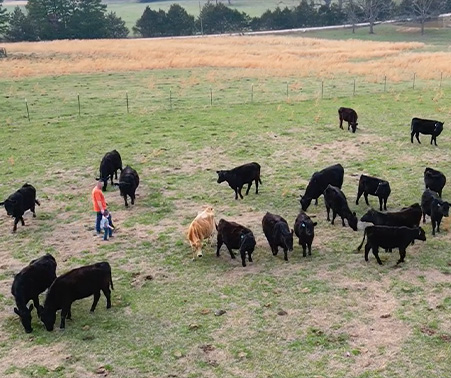 Matt Roberts and his son walking through a field with Cattle